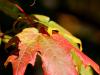 last of the autumn leaves