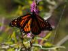 monarch stained glass