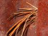 Rust Never Sleeps
