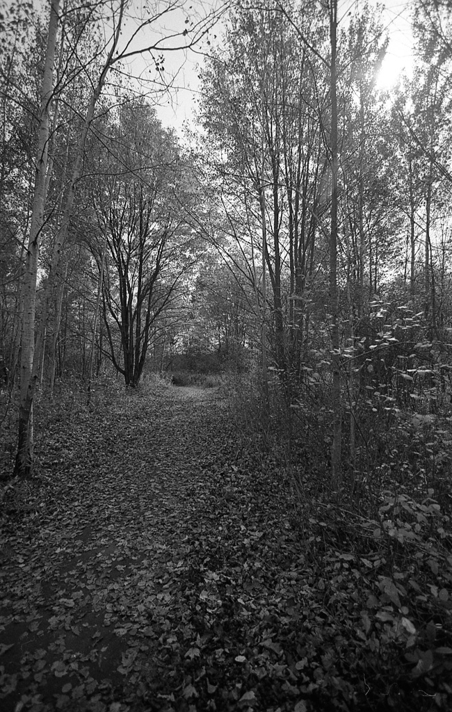 Acros 100