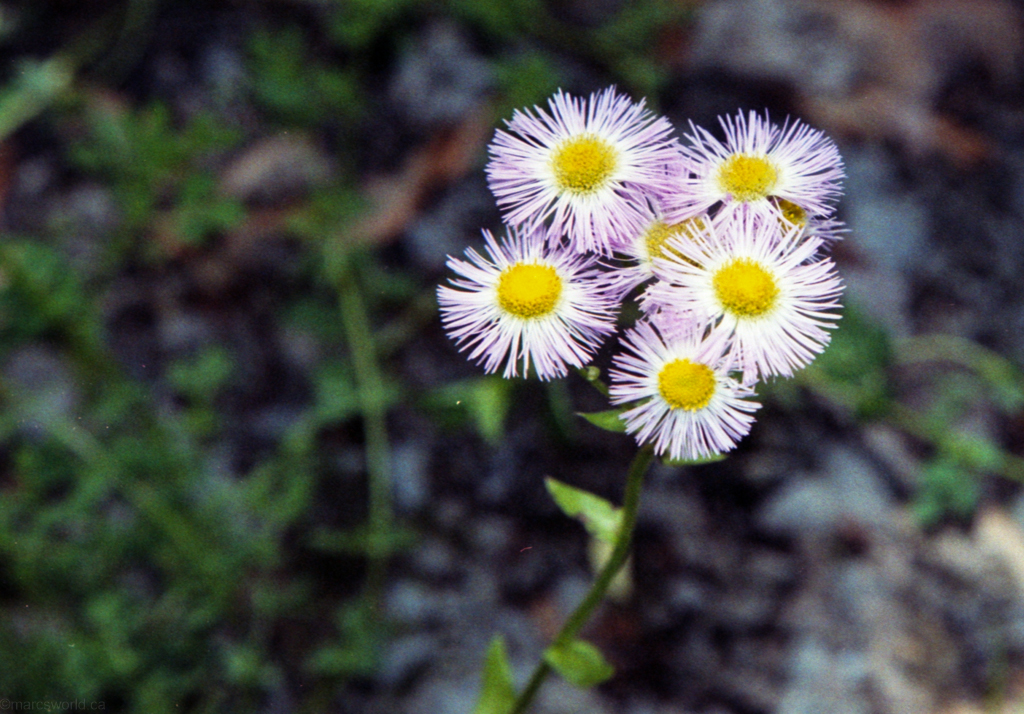 mmm_scan_gold200_2187_1024