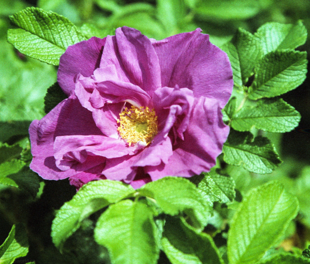 mmm_scan_gold200_2193_1024