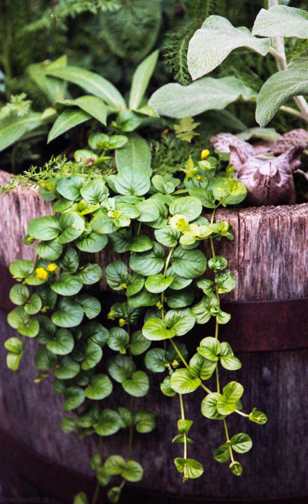 mmm_scan_gold200_2195_1024