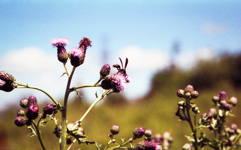 mmm_scan_gold200_2214_1024