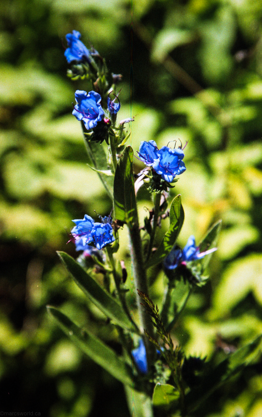 mmm_scan_gold200_2217_1024