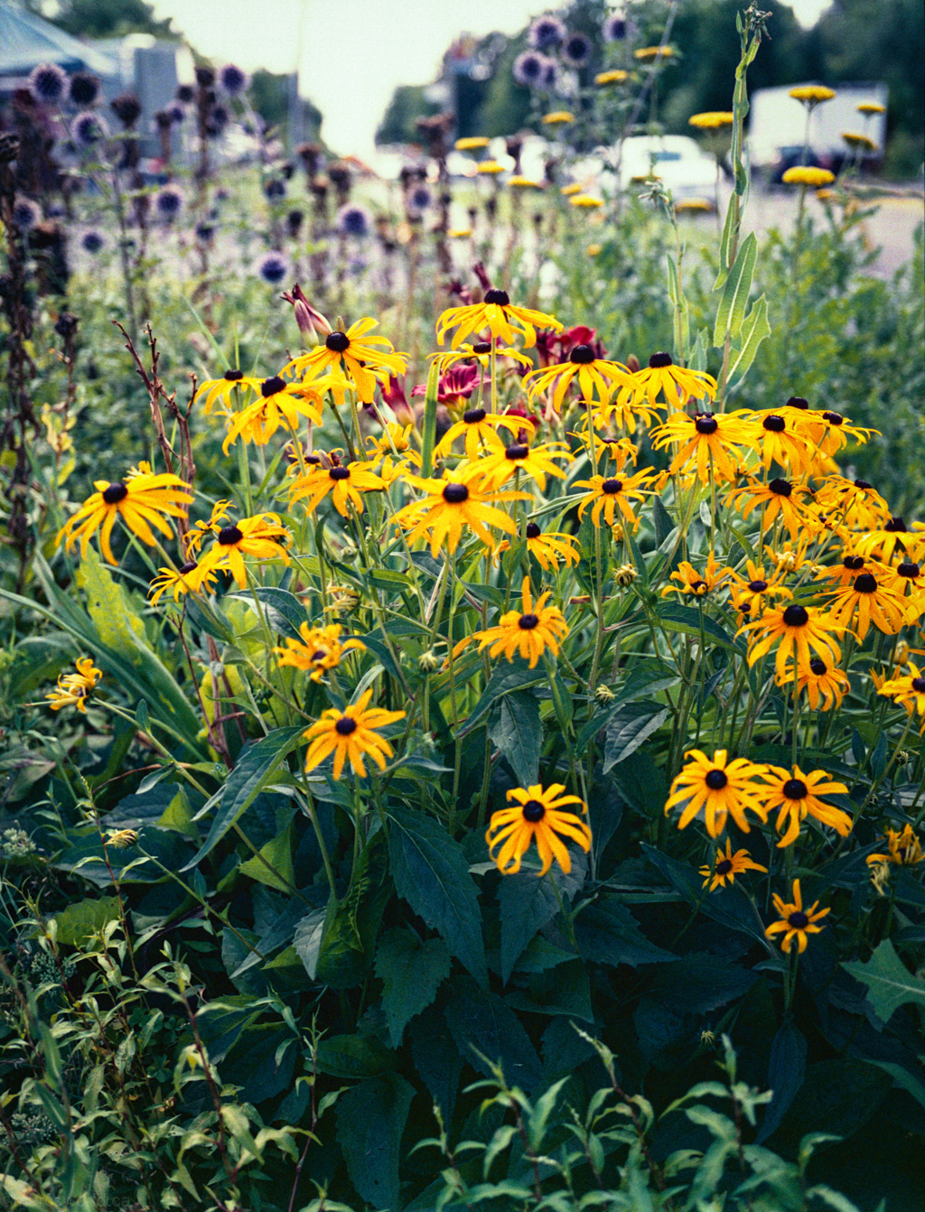 mmn_scan_KodakPortra400NC_2538_1024