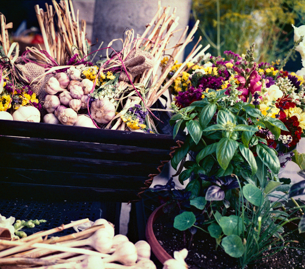 mmn_scan_KodakPortra400NC_2541_1024