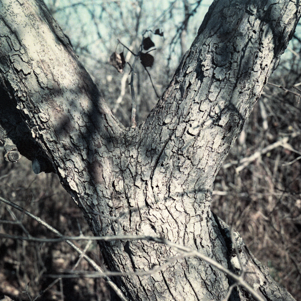 mmn_scan_FujiSuperia400_2637_1024