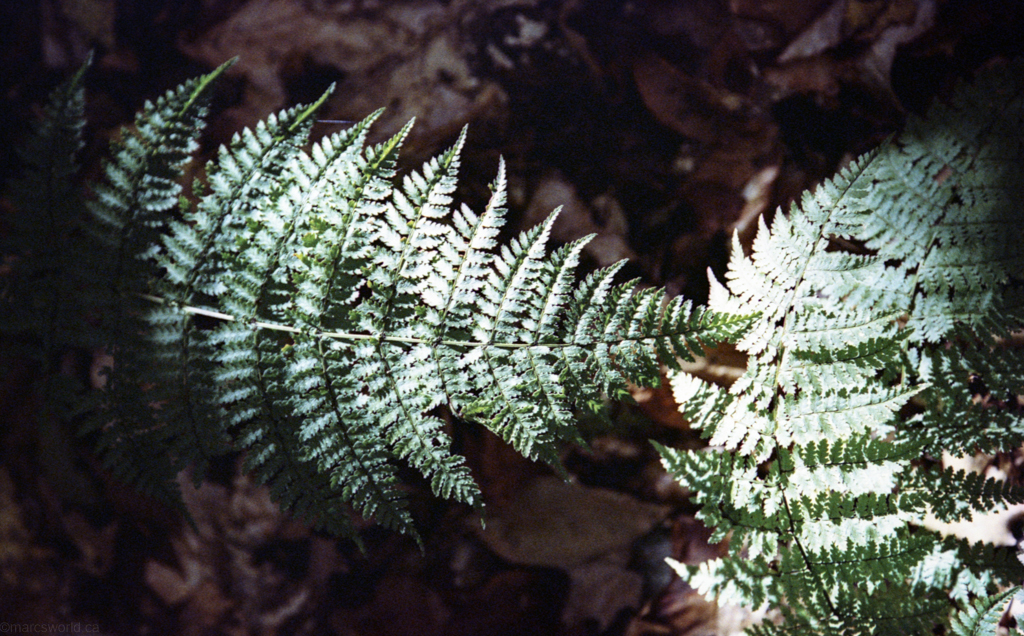 mmn_scan_KodakGold200_2669_1024