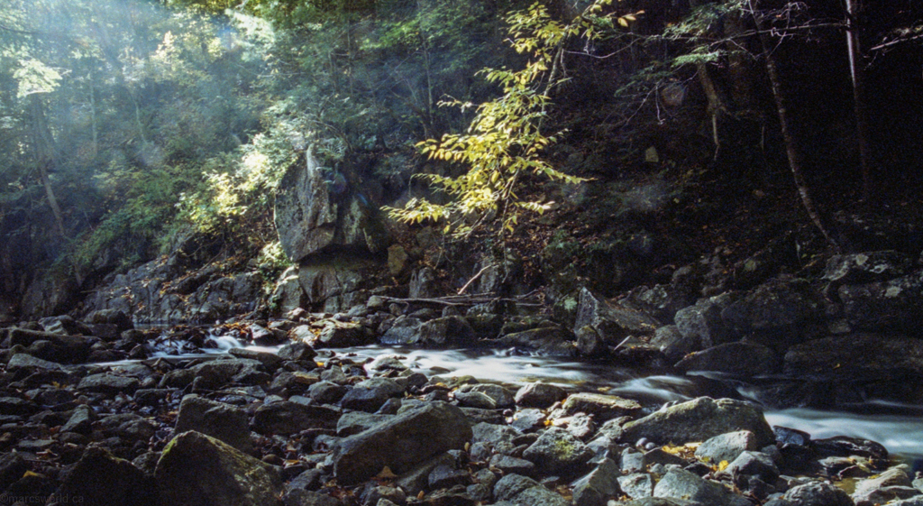 mmn_scan_KodakGold200_2680_1024