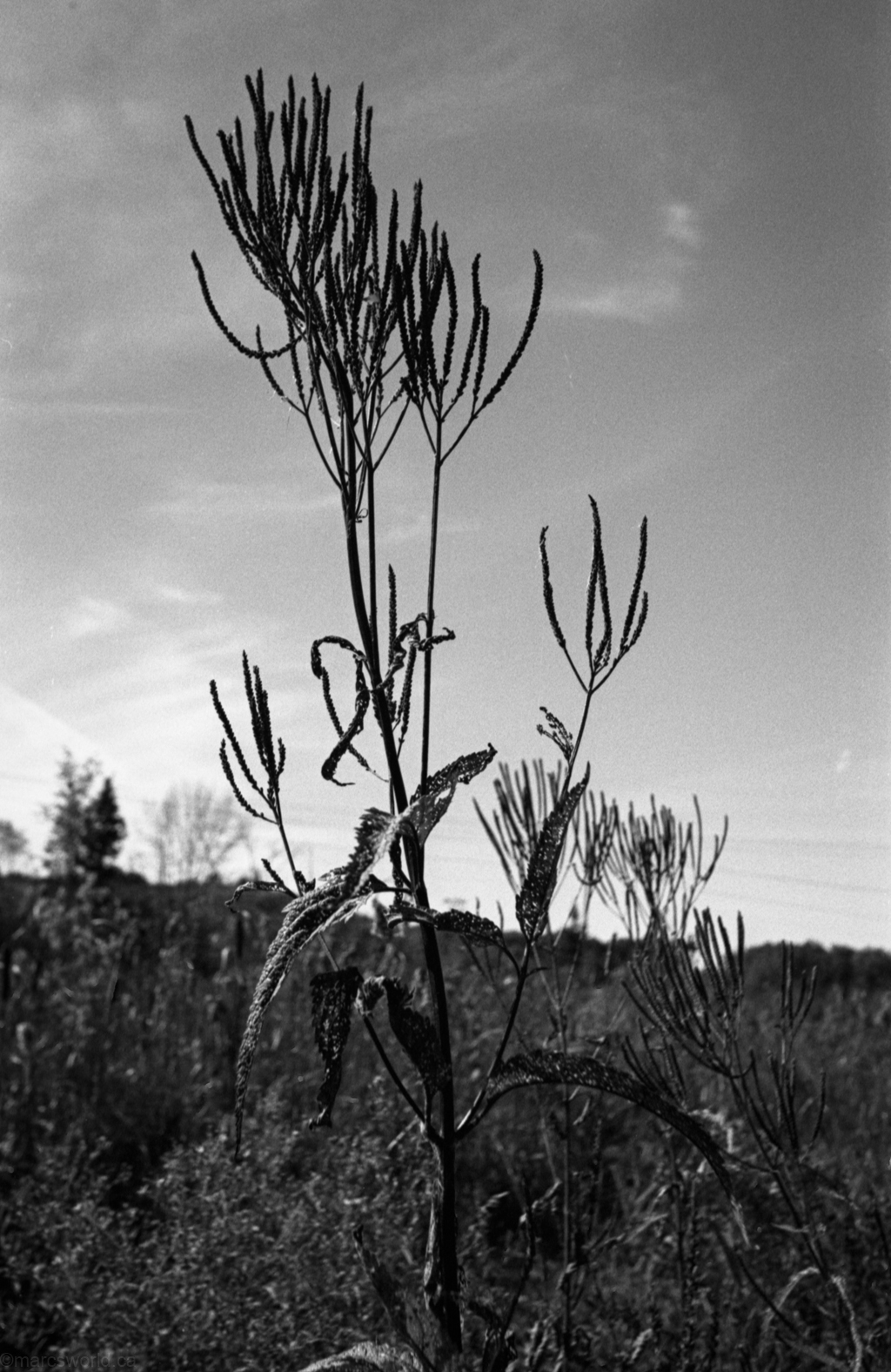 mmn_scan_PlusX125_2909_1024