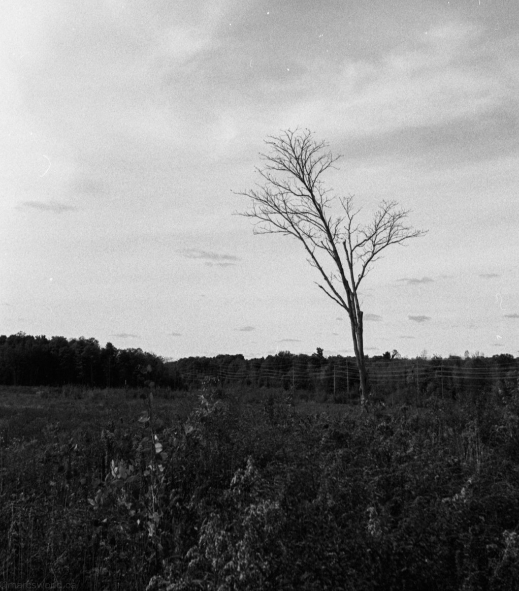 mmn_scan_PlusX125_2929_1024