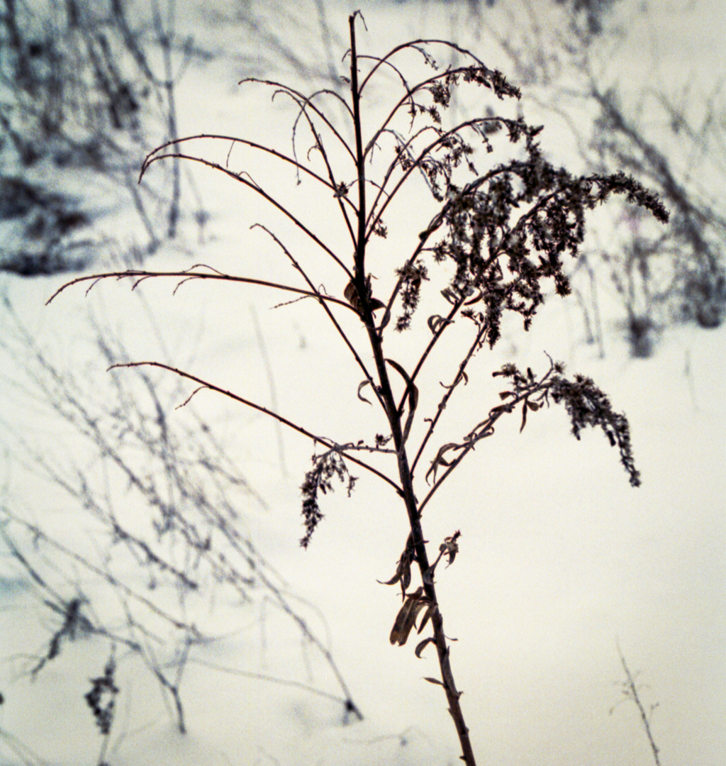 mmn_scan_Gold200_3230_1024