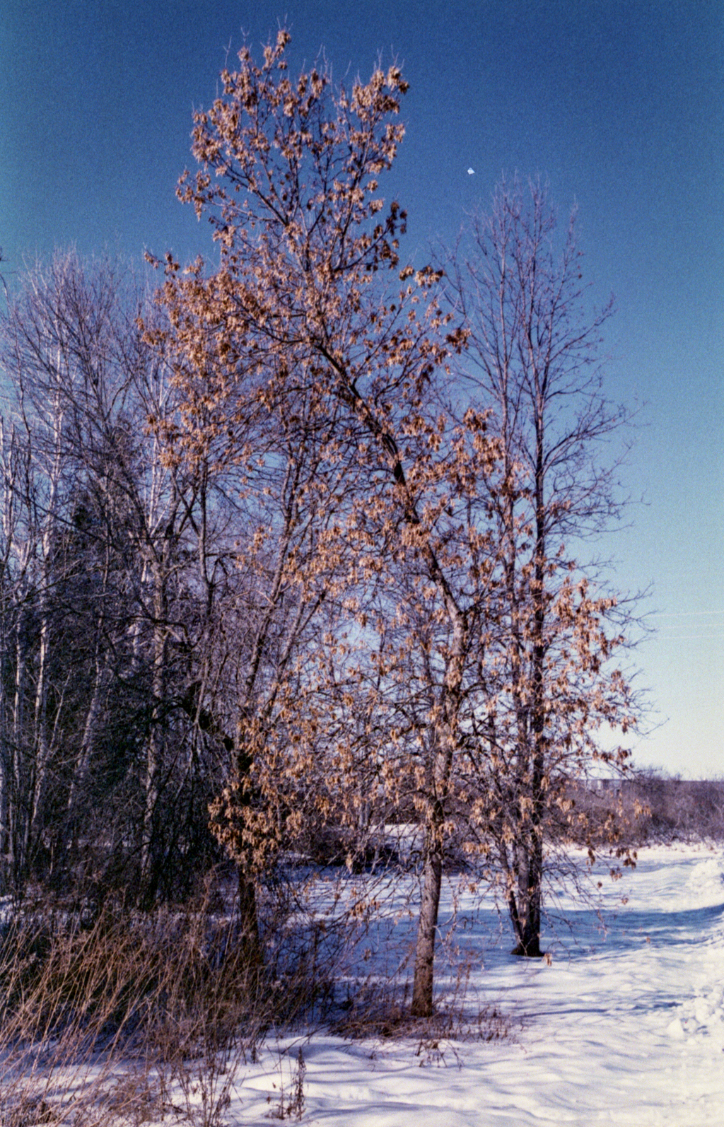 mmn_scan_Photoworks400_3187_1024