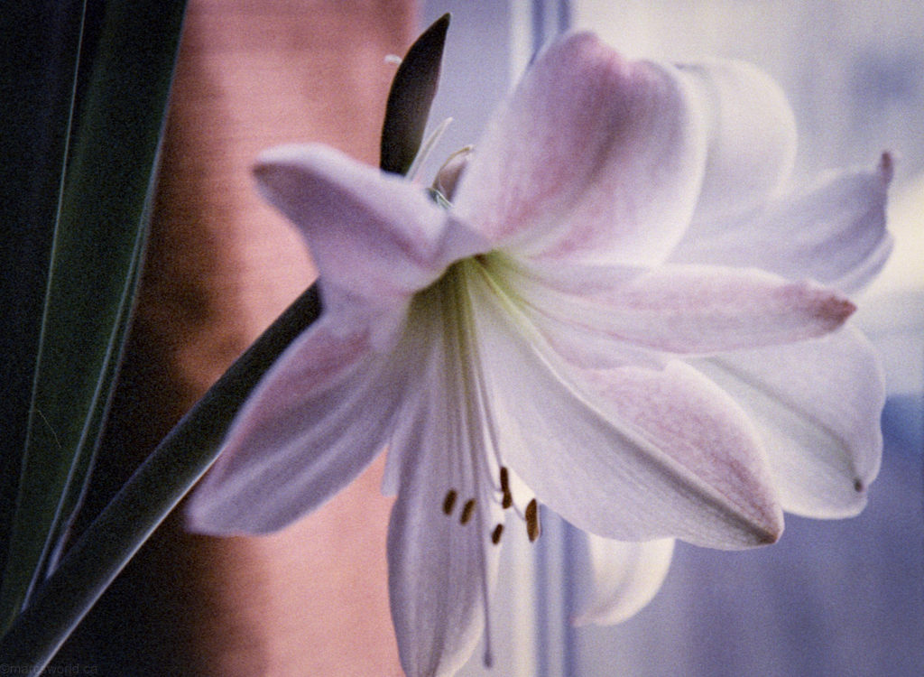 mmn_scan_Photoworks400_3211_1024