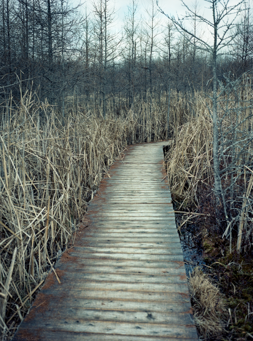 mmn_scan_Portra160NC_3132_1024