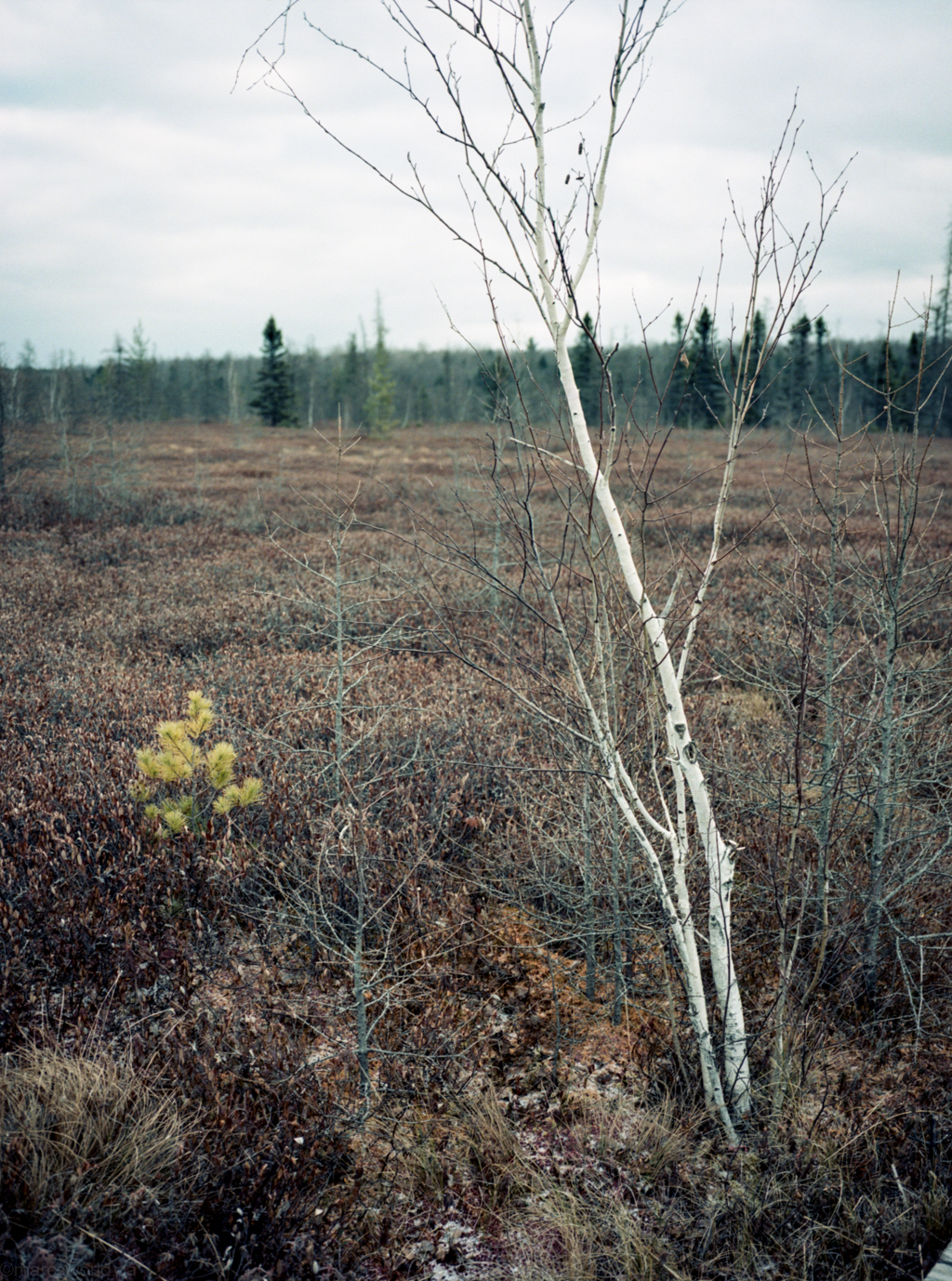 mmn_scan_Portra160NC_3134_1024