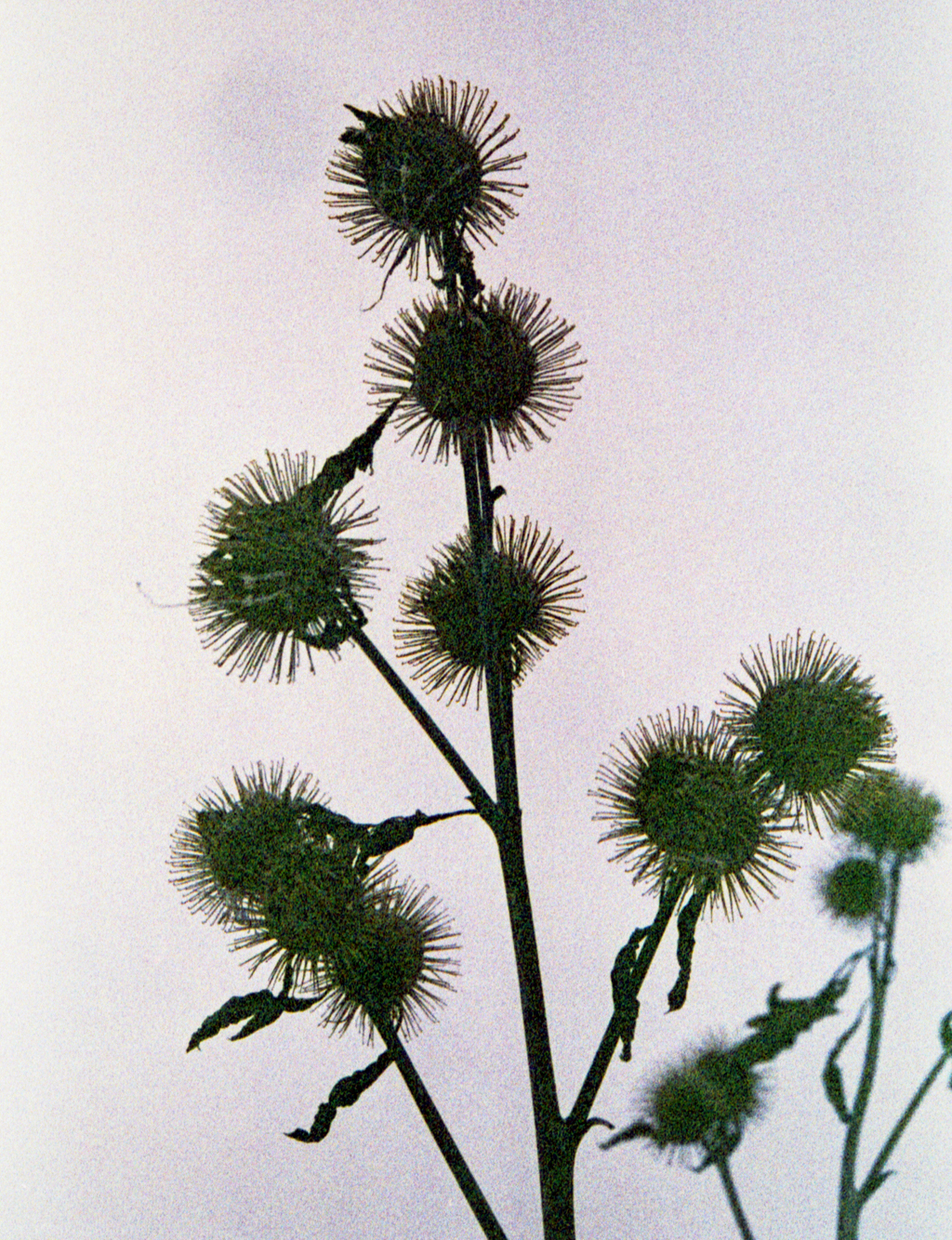 mmn_scan_Solaris800_3145_1024