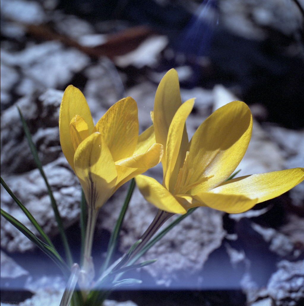 mmn_scan_FujiPro400H_3354_1024