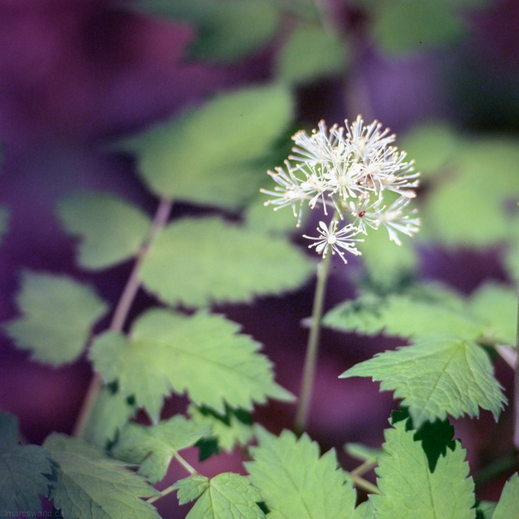 mmn_scan_E100s-Hassy_3698_1024