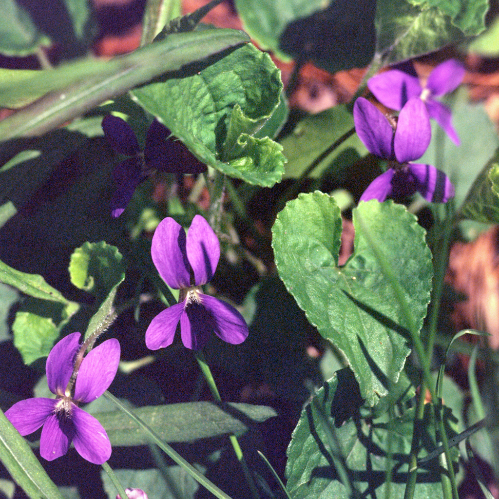 mmn_scan_E100s-Hassy_3704_1024