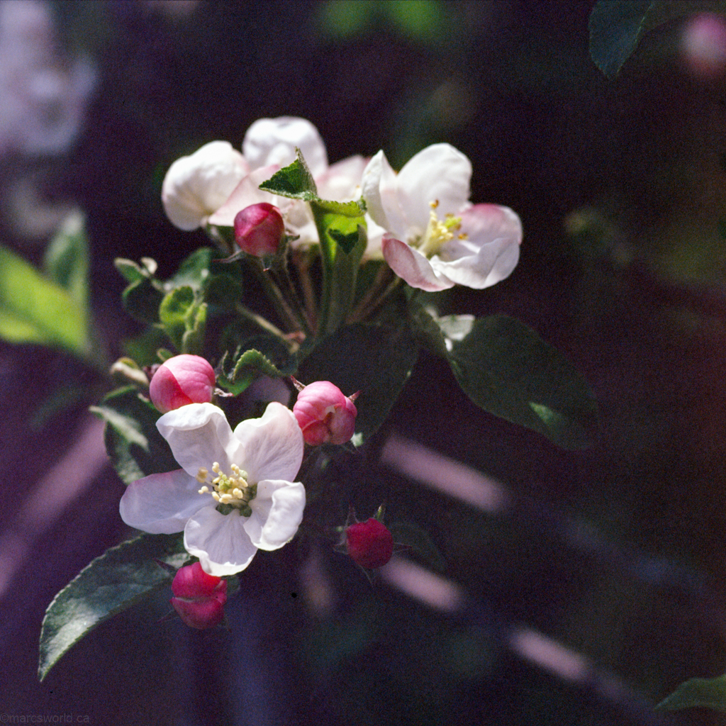 mmn_scan_E100s-Hassy_3705_1024