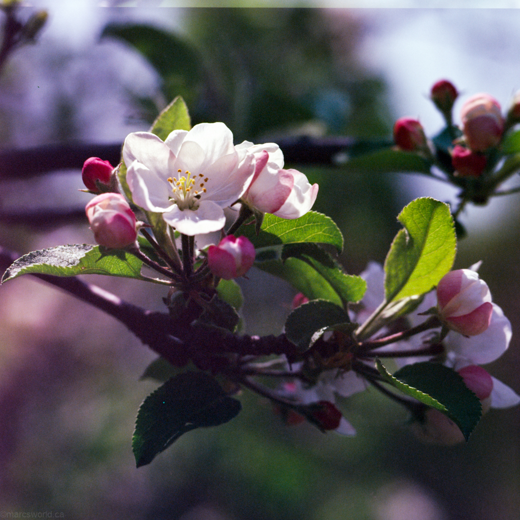 mmn_scan_E100s-Hassy_3707_1024