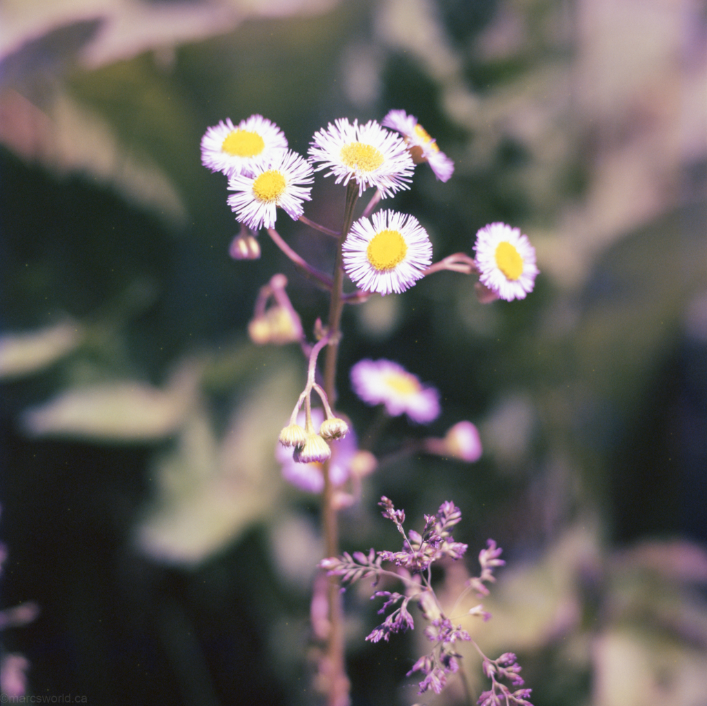 mmn_scan_Provia-Hassy_3673_1024