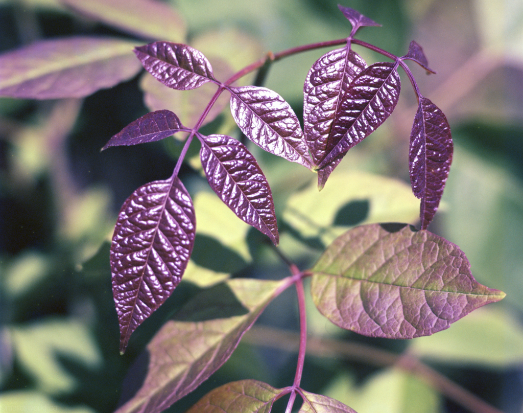 mmn_scan_Provia-Hassy_3676_1024