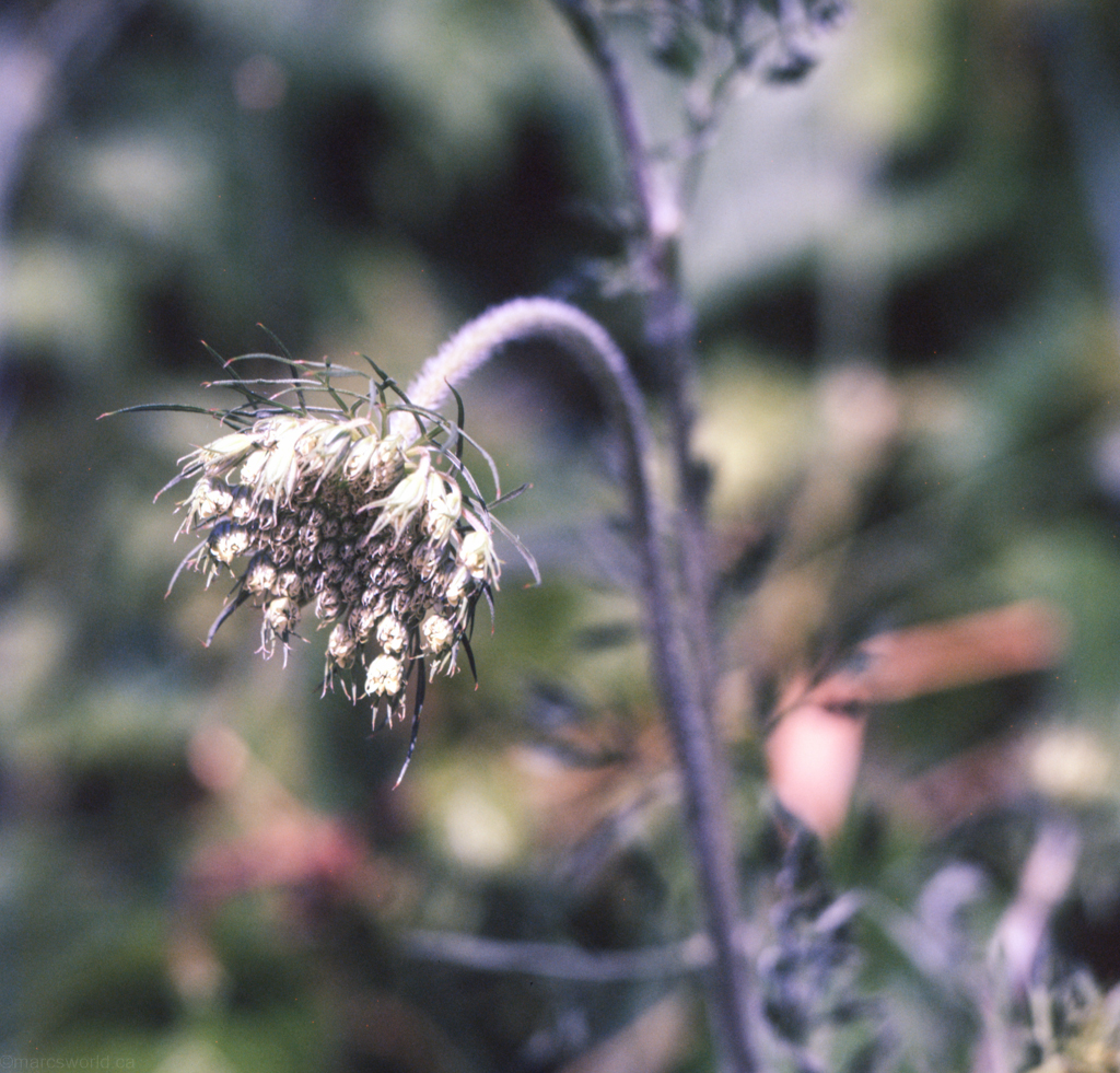 mmn_scan_Provia_3563_1024