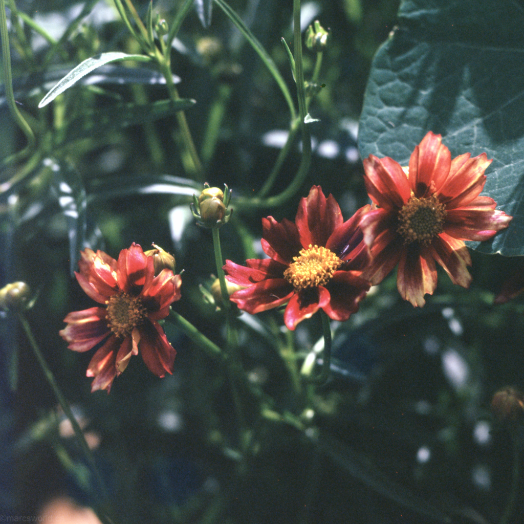 mmn_scan_Provia_3568_1024