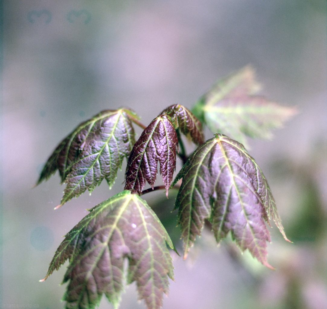 mmn_scan_Velvia-Hassy_3649_1024