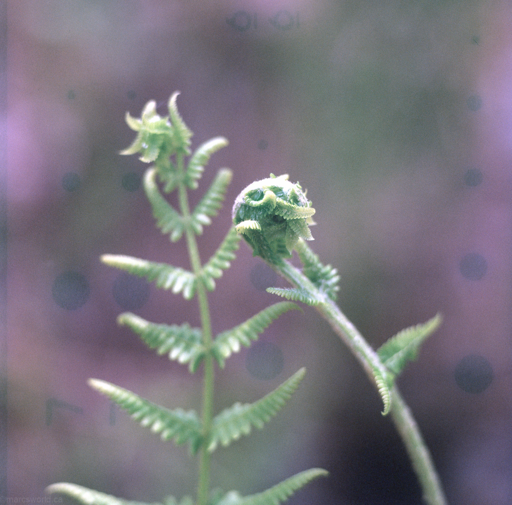 mmn_scan_Velvia-Hassy_3652_1024