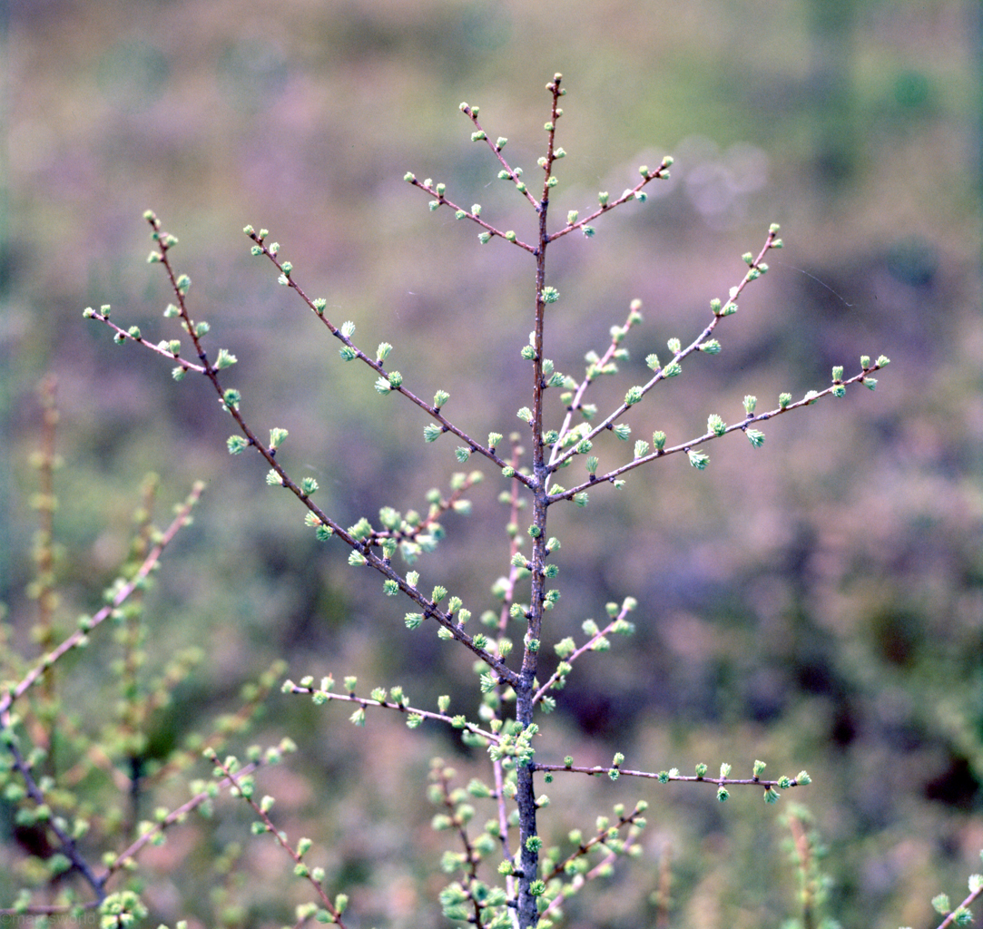 mmn_scan_Velvia-Hassy_3658_1024