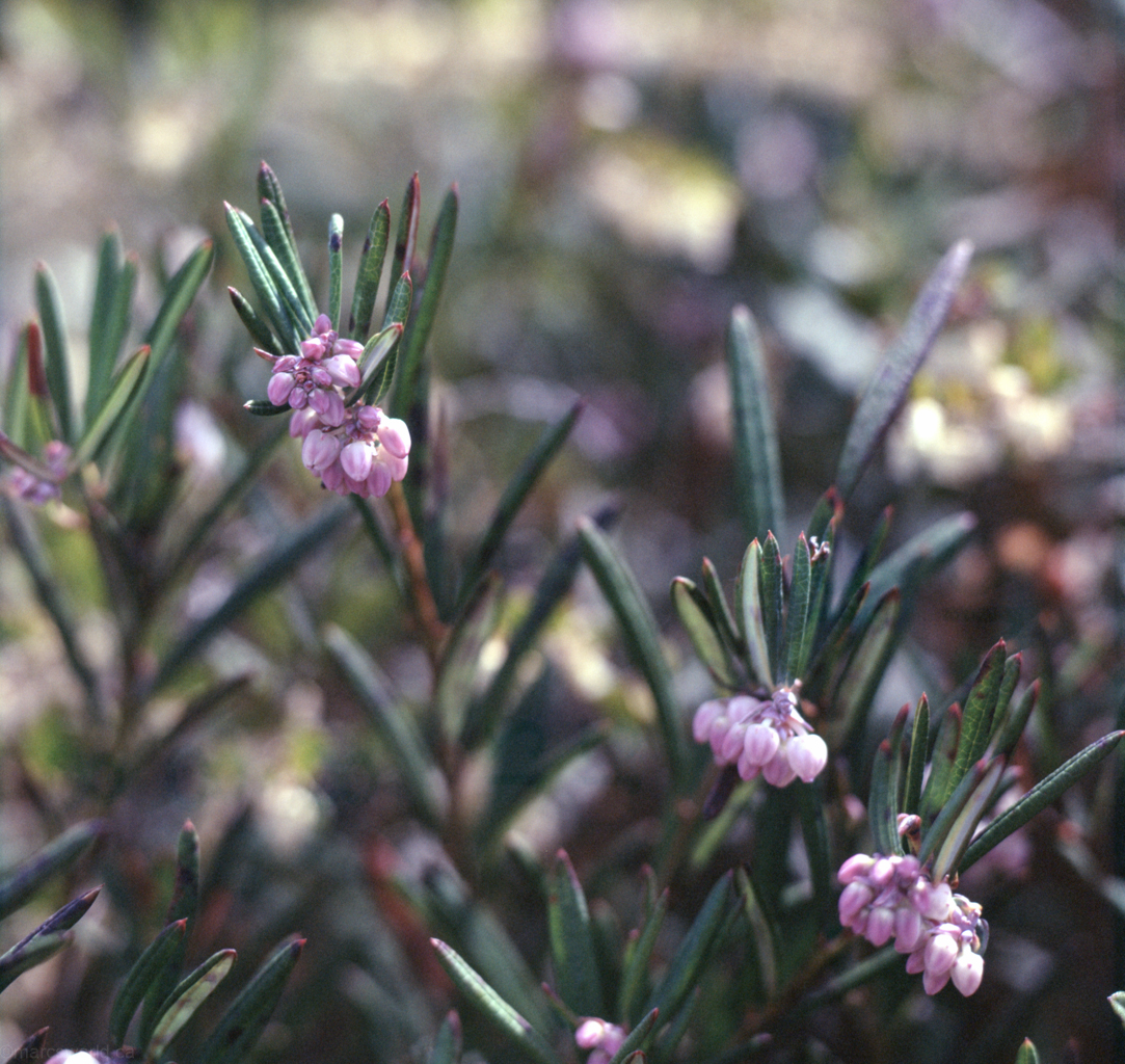 mmn_scan_Velvia-Hassy_3660_1024