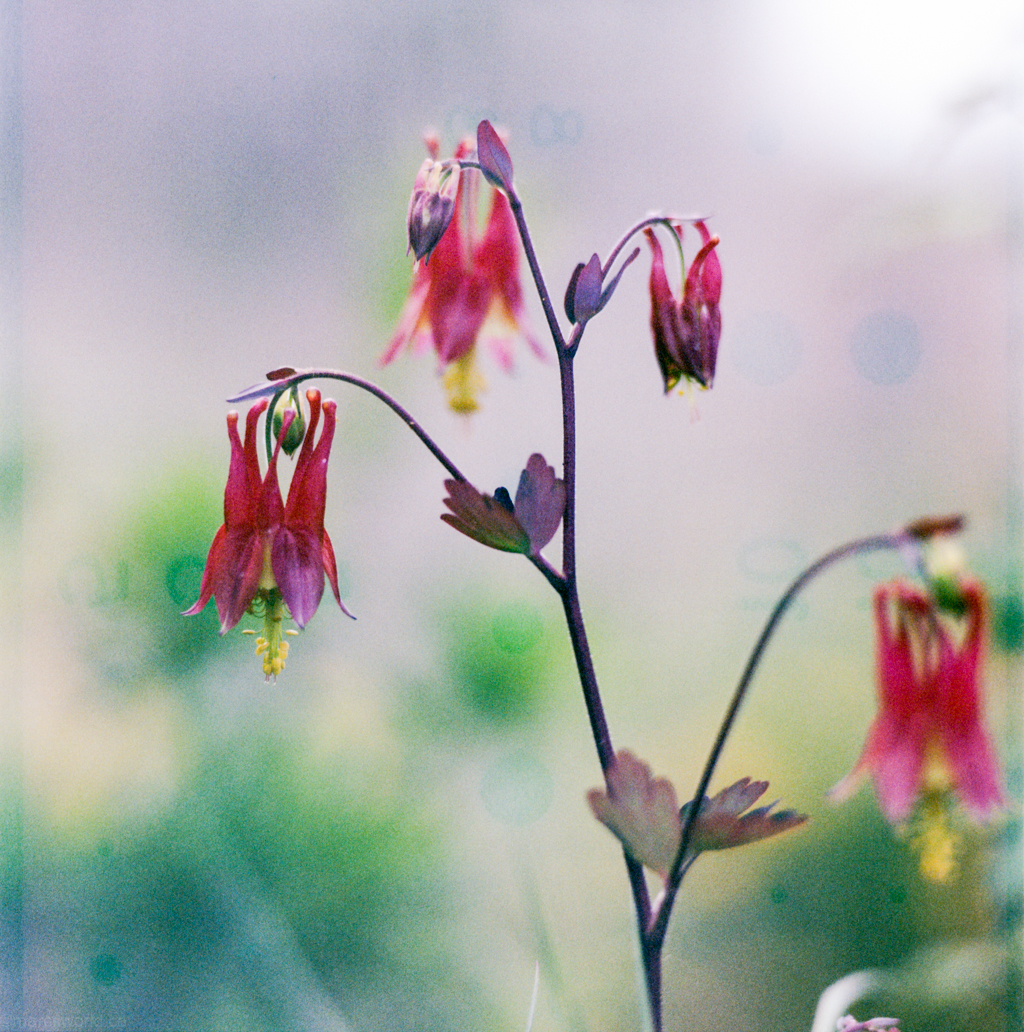 mmn_scan_Velvia-Hassy_3666_1024