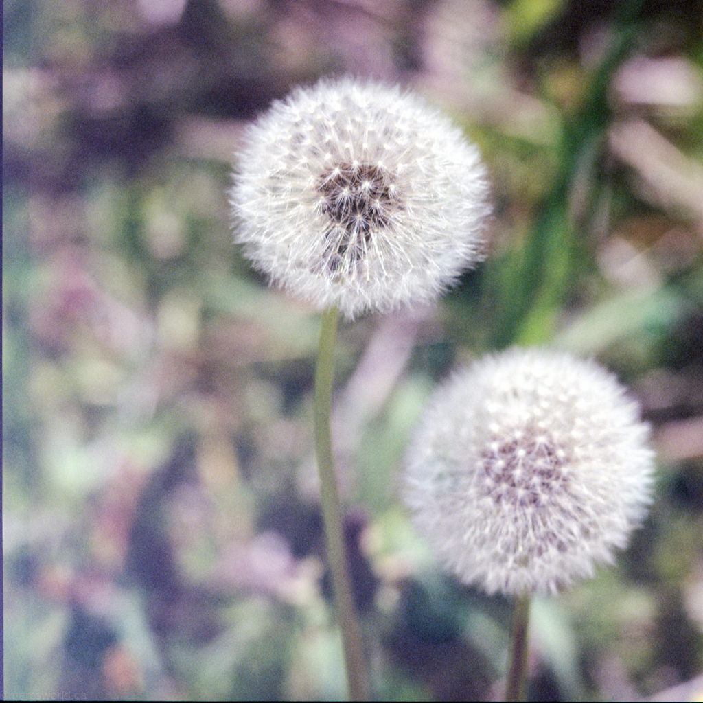 mmn_scan_Velvia-Hassy_3668_1024