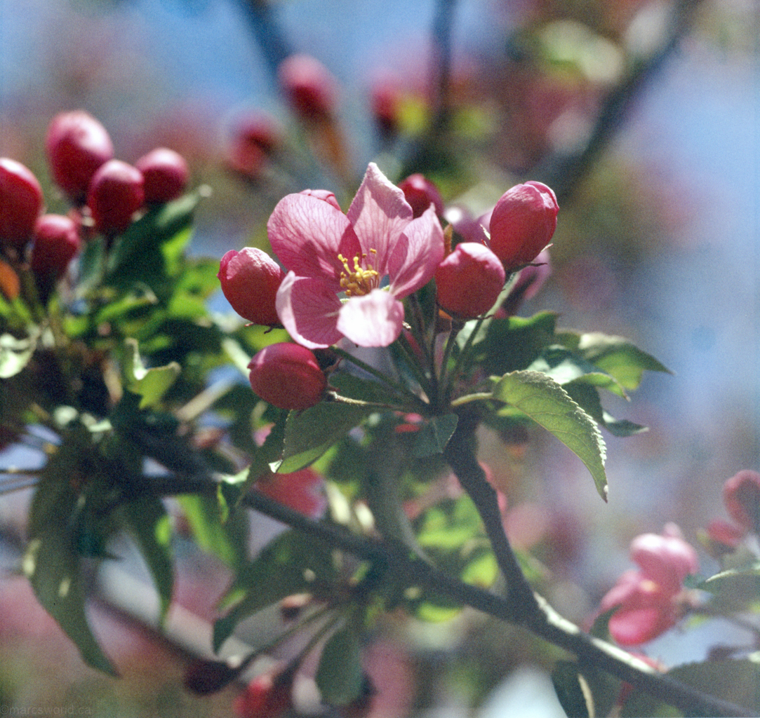 mmn_scan_Velvia-Hassy_3670_1024
