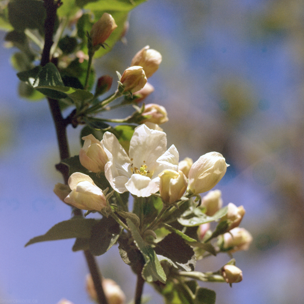 mmn_scan_Velvia-Hassy_3671_1024