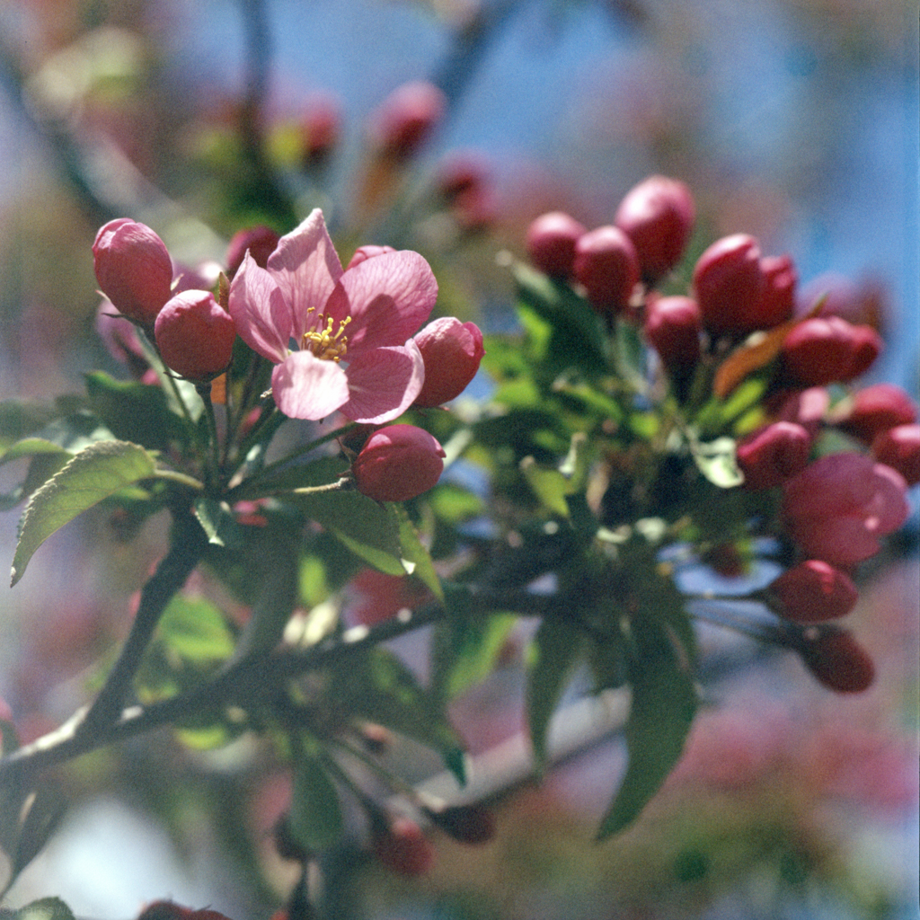 mmn_scan_Velvia-Hassy_3672_1024