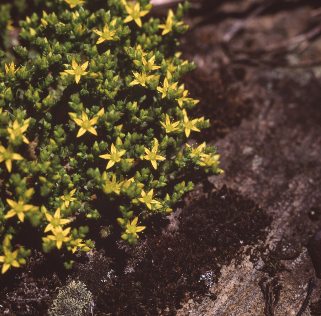 mmn_scan_Velvia_3581_1024