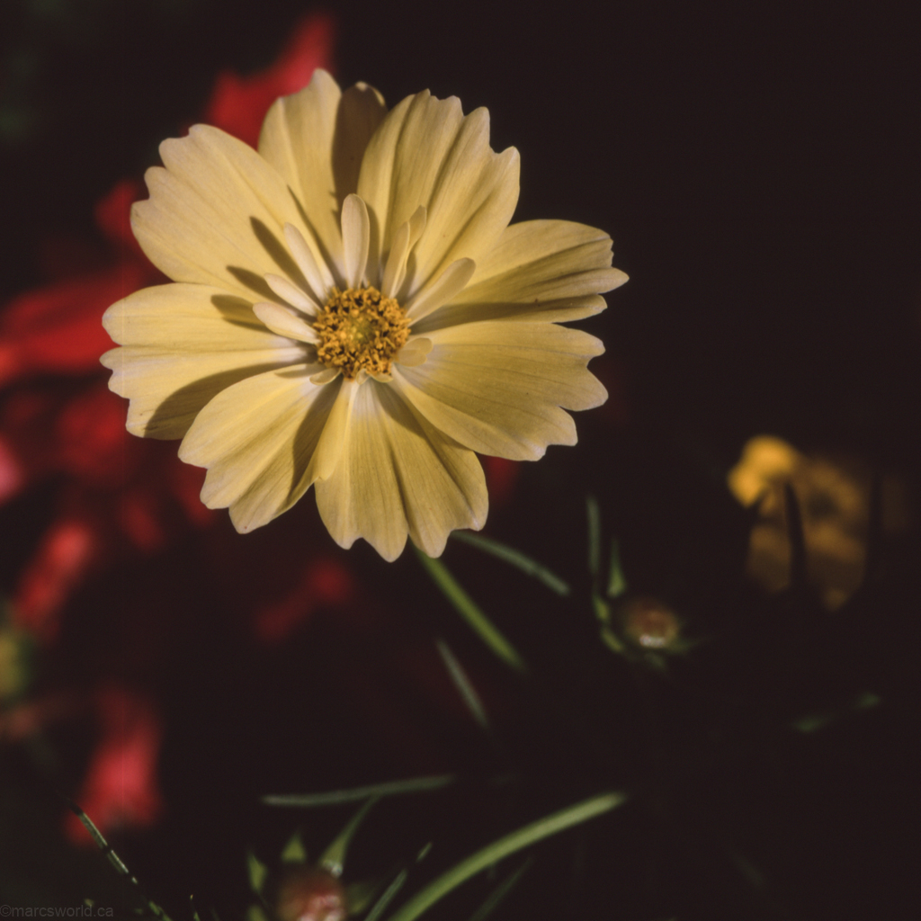 mmn_scan_Velvia_3591_1024