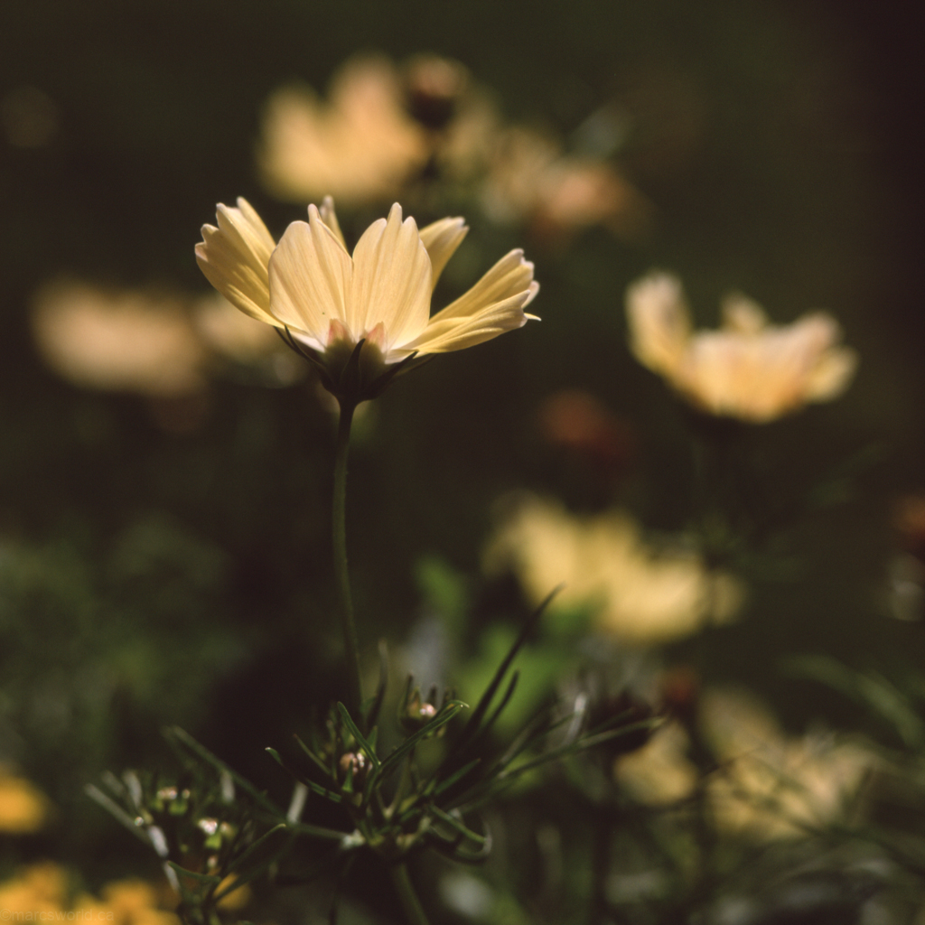 mmn_scan_Velvia_3597_1024