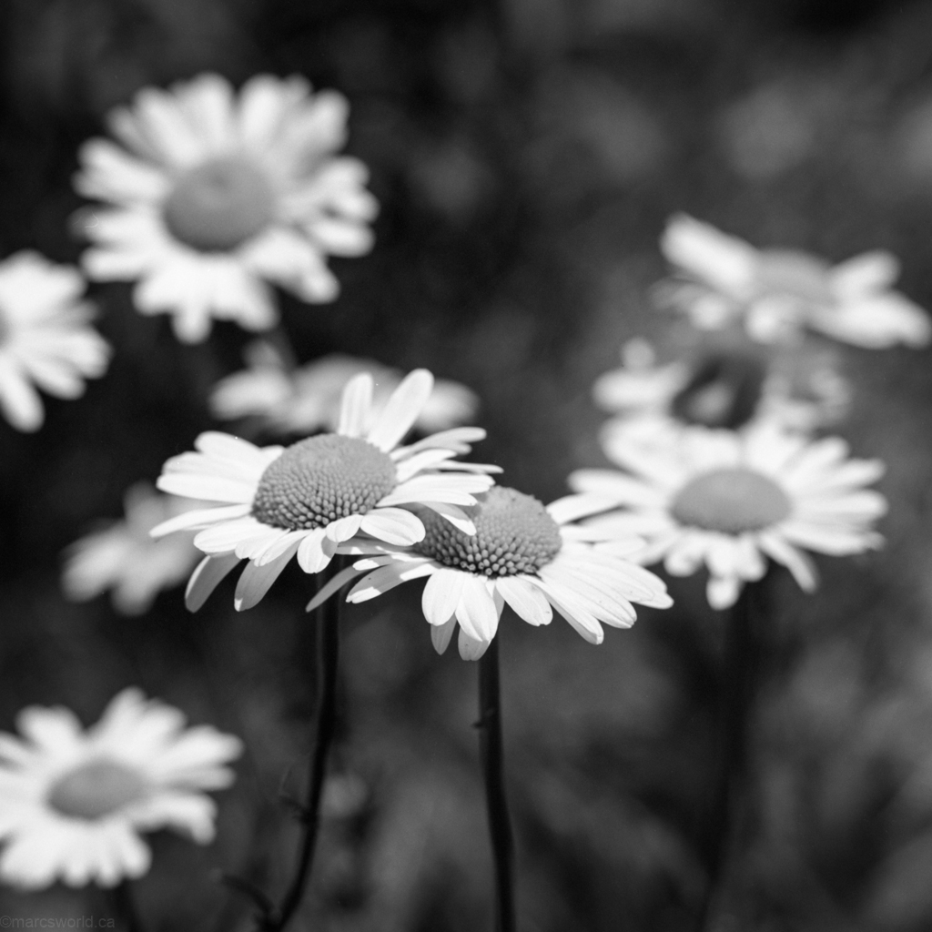 mmn_scan_Acros-Hassy_3714_1024