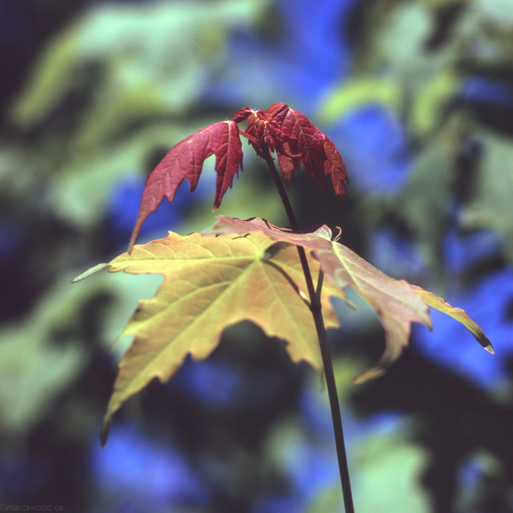 mmn_scan_Velvia-Hassy_3733_1024