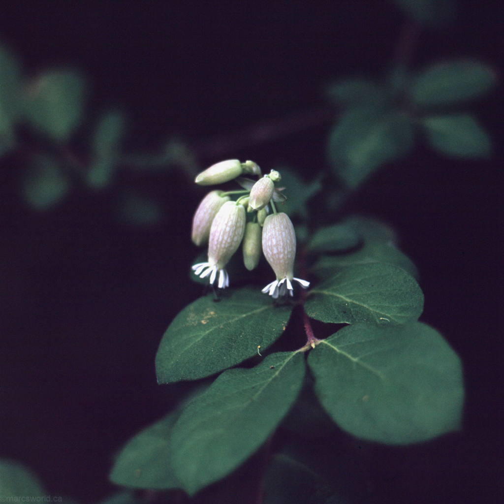 mmn_scan_Velvia-Hassy_3741_1024