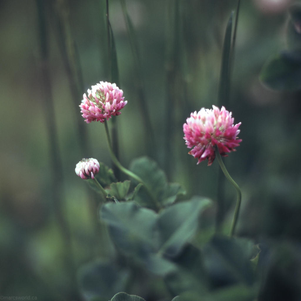 mmn_scan_Velvia-Hassy_3746_1024