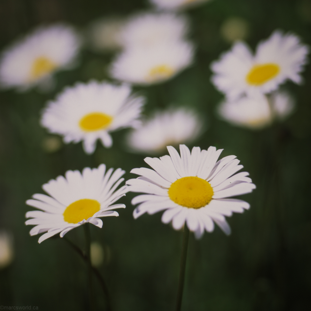 mmn_scan_Velvia-Hassy_3748_1024