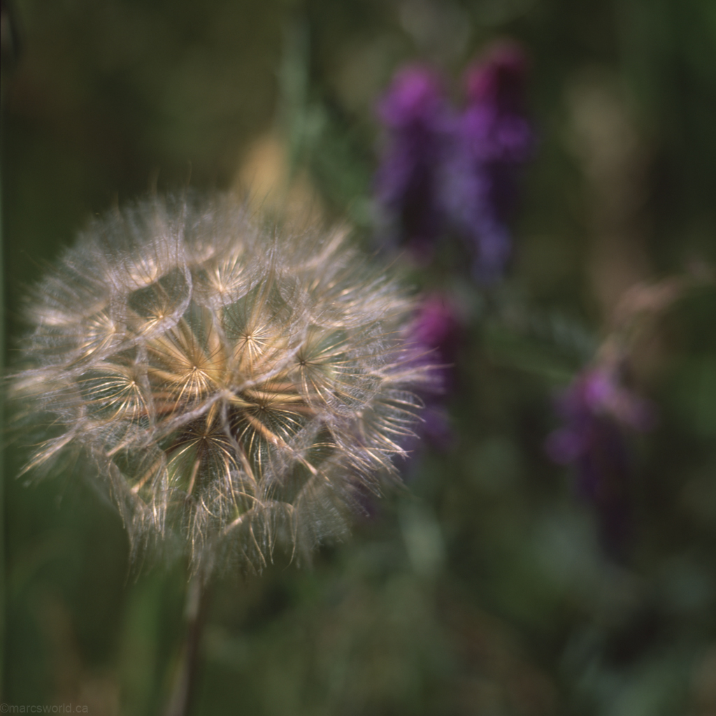 mmn_scan_Velvia-Hassy_3751_1024