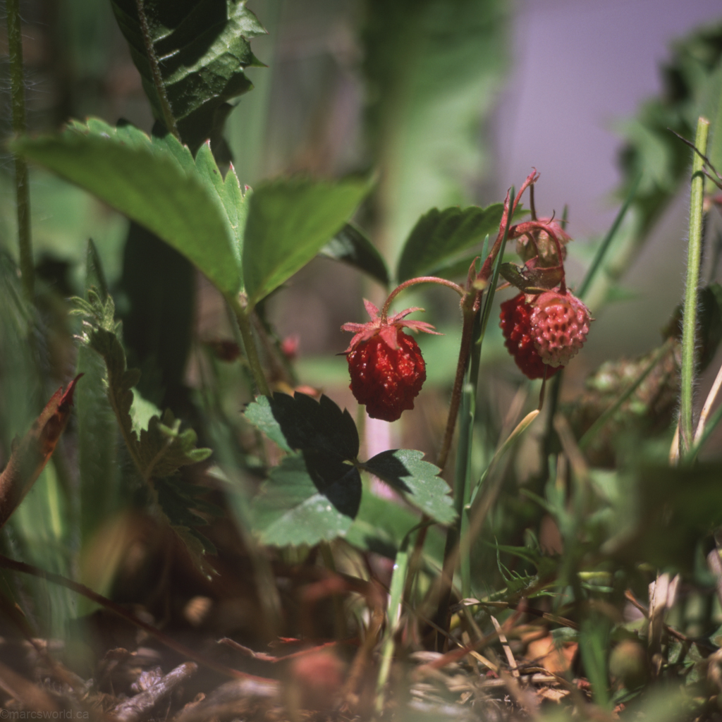 mmn_scan_Velvia-Hassy_3754_1024